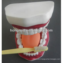 New Style Medical Dental Care Model,dental care model (32 teeth)